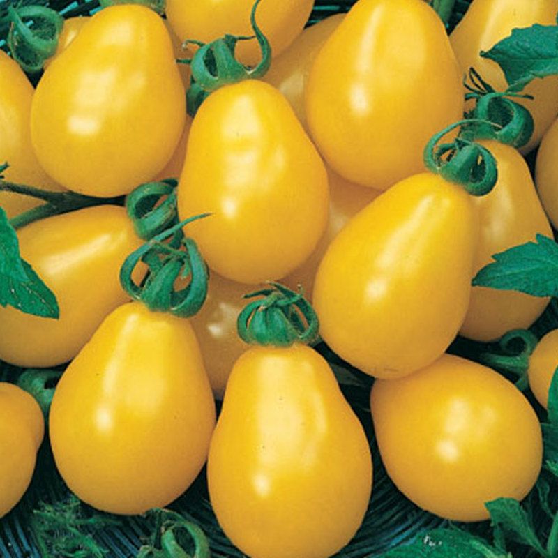 Hruštičky žlté Perun